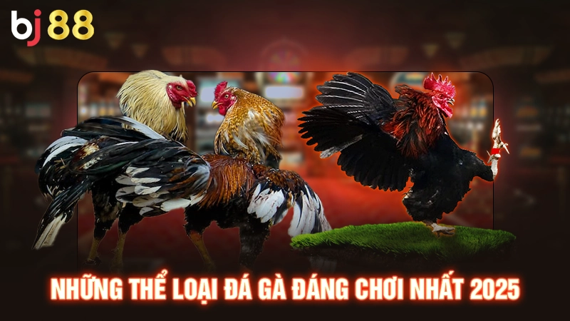 Đá Gà 179 - Theo Dõi Chọi Kê Mỗi Ngày, Cá Cược Thưởng Lớn 3 Những thể loại đá gà đáng chơi nhất 2025