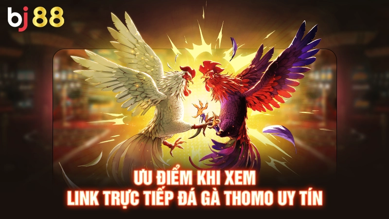 Link Trực Tiếp Đá Gà Thomo - Cập Nhật Nhanh, Xem Mượt Mà 1 Ưu điểm khi xem link trực tiếp đá gà thomo uy tín